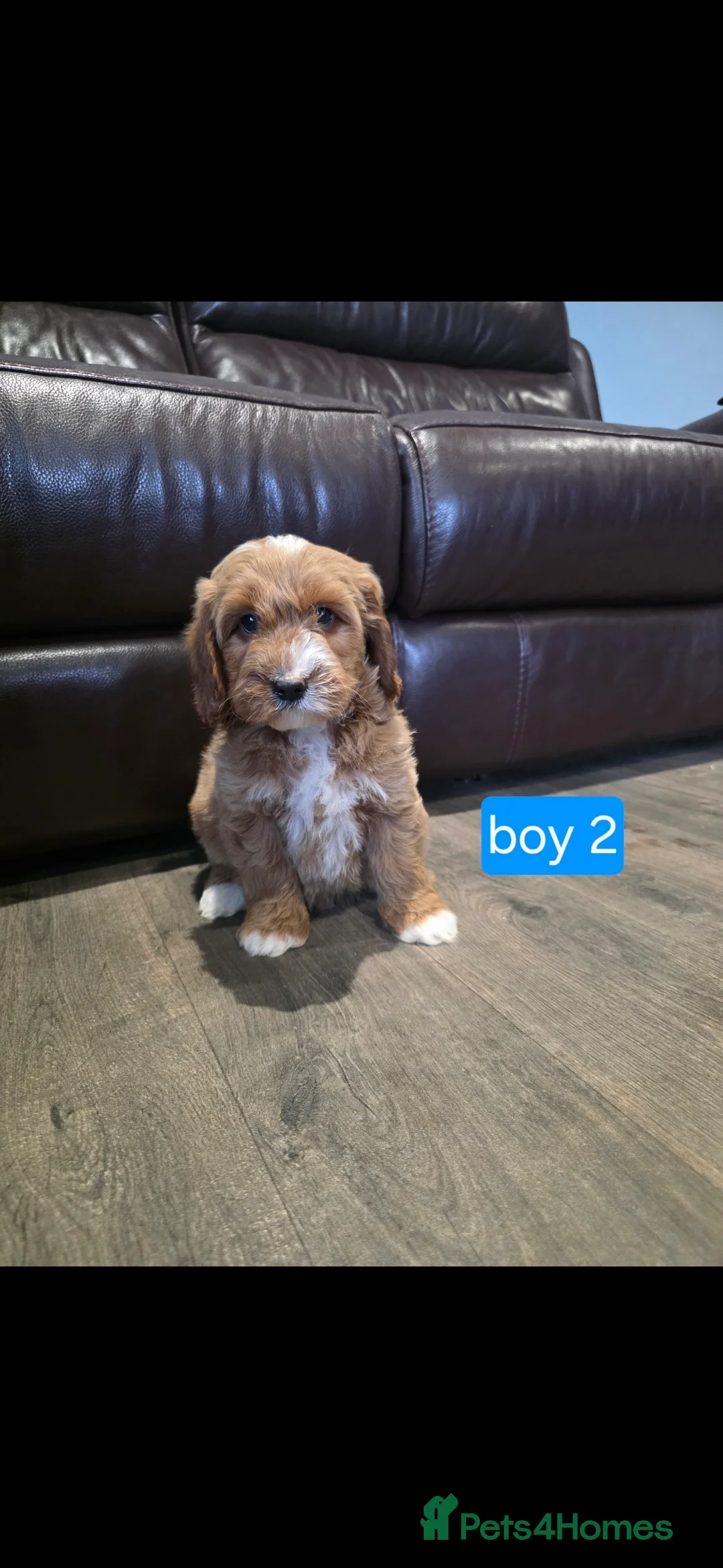 Cockapoo dogs for sale: Adorable Cockapoo pups ready to go 🐾 - Advert 22
