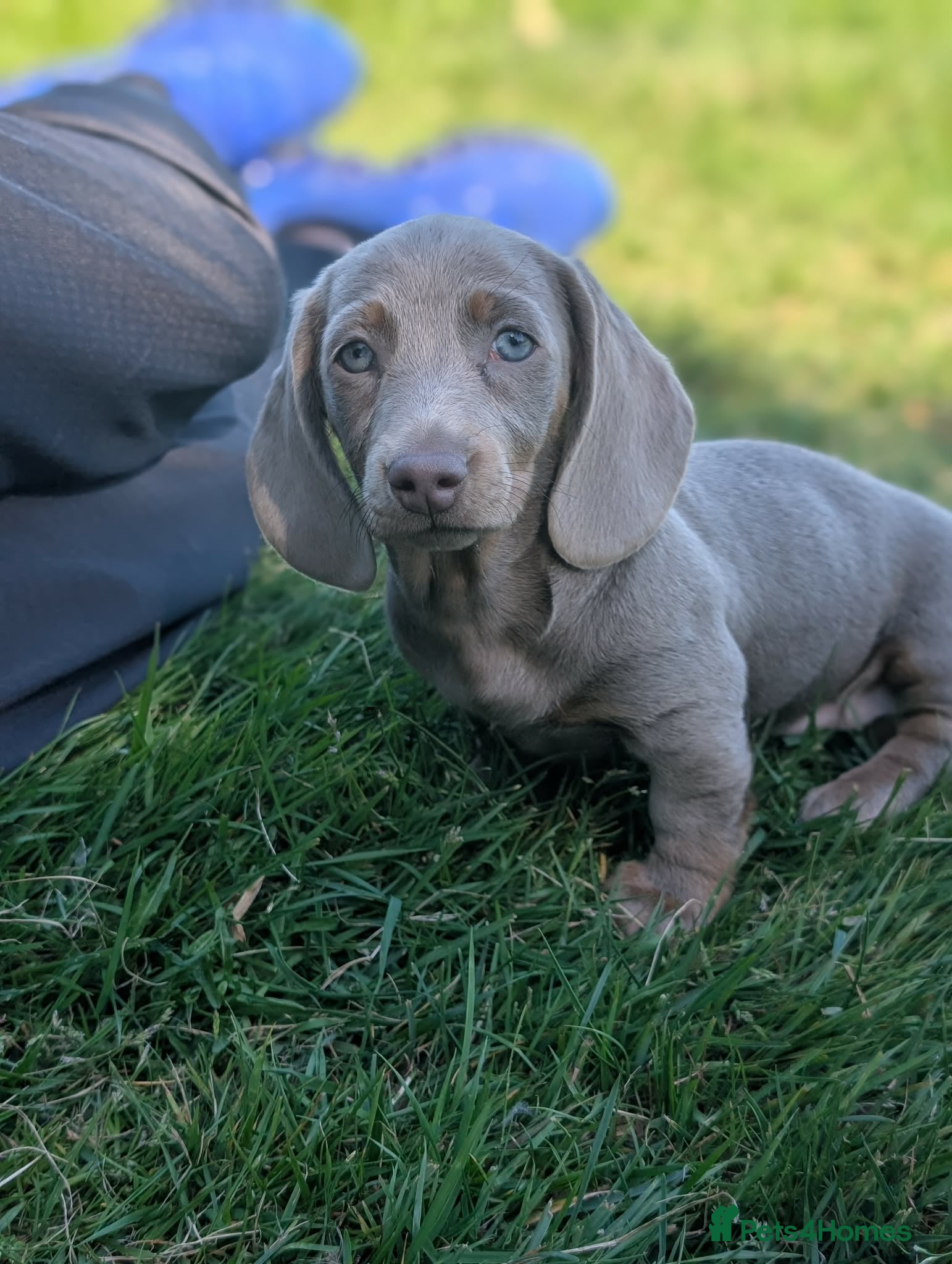 Miniature Dachshund dogs Miniature  dachshund - Advert 11
