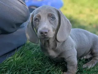 Miniature Dachshund dogs Miniature dachshund - Advert 11