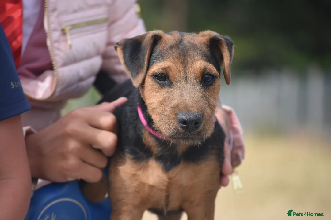 Lakeland Terrier dogs for sale: Beautiful Lakeland Bitch - Advert 2