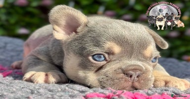 French Bulldog dogs - Advert 11