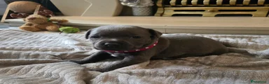 Staffordshire Bull Terrier Puppy 3