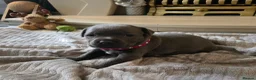 Staffordshire Bull Terrier dogs for sale: Stunning KC reg SBT BLUE PUPS - Advert 19