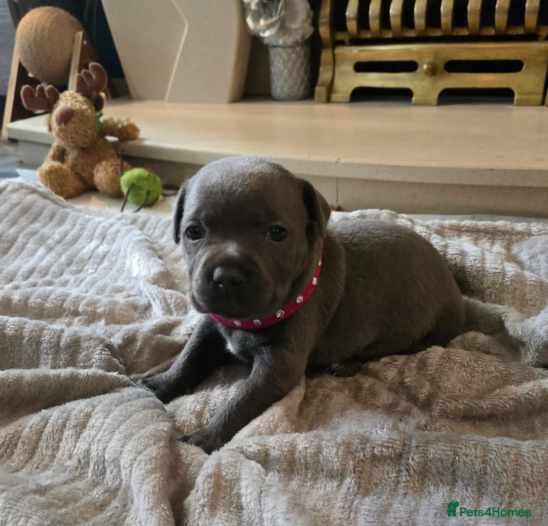 Staffordshire Bull Terrier dogs for sale: Stunning KC reg SBT BLUE PUPS - Advert 19