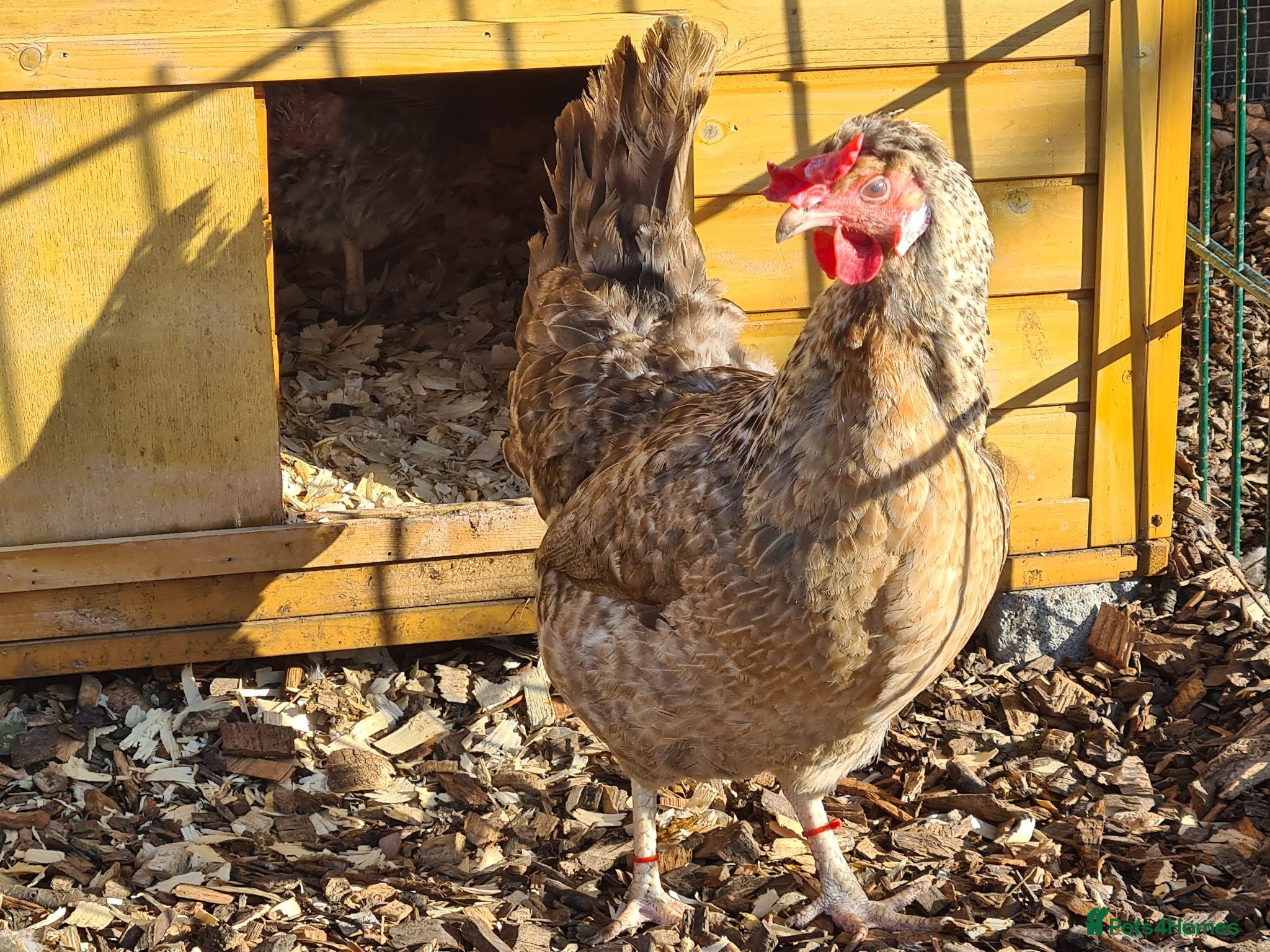 Chickens poultry Cream legbars 2025  - Advert 2