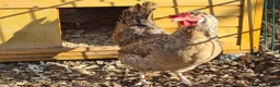 Chickens poultry for sale: Cream legbars 2025  in Peterlee - Advert 2