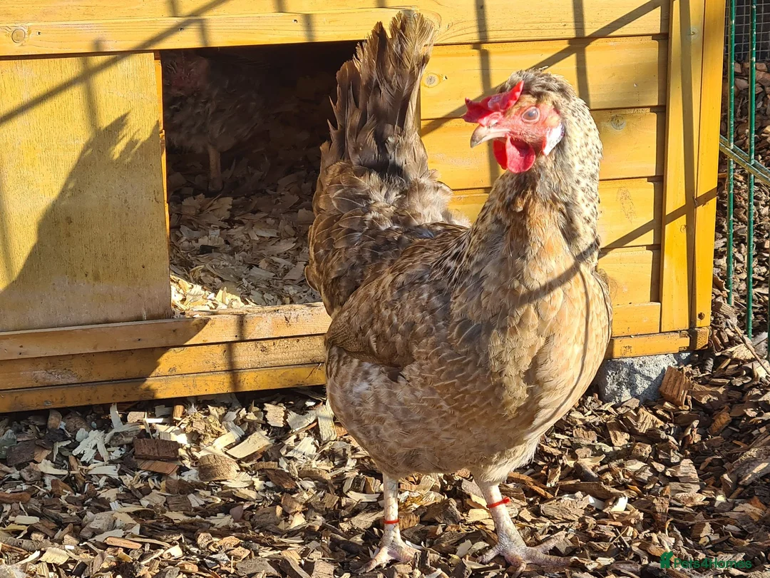 Chickens poultry for sale: Cream legbars 2025  in Peterlee - Advert 2