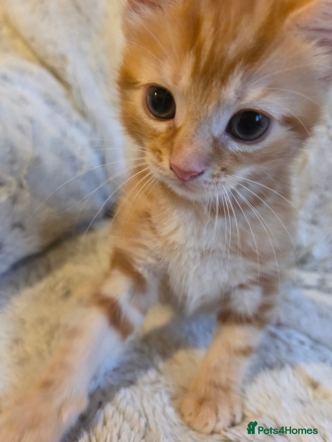 Mixed Breed cats for sale: 2 Male Stripy Kitten's - Advert 6