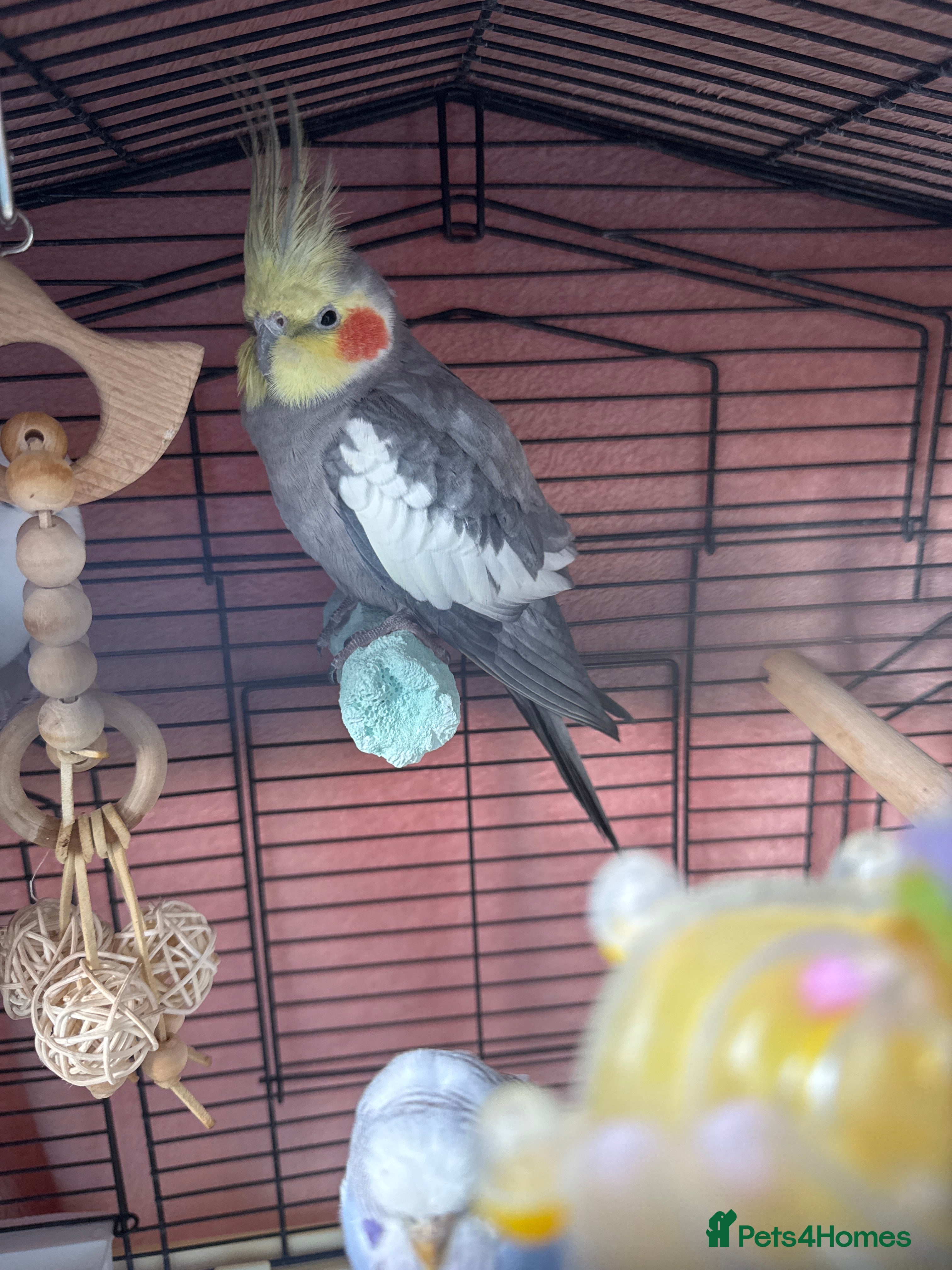 Cockatiels birds Friendly cockatiel for sale - Advert 11