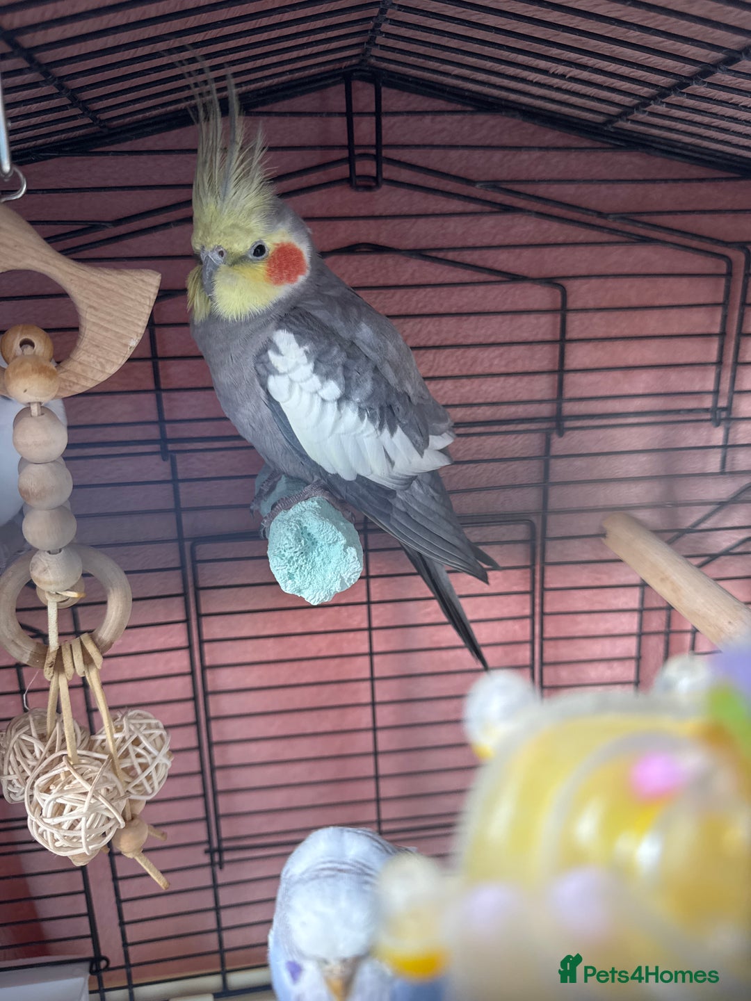 Cockatiels birds for sale: Friendly cockatiel for sale - Advert 1