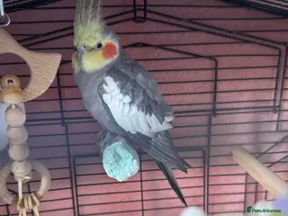 Cockatiels birds Friendly cockatiel for sale - Advert 19