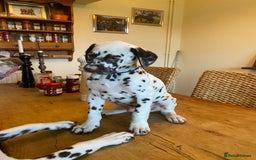 Dalmatian dogs for sale: Absolutely stunning liver puppy  - Image 3