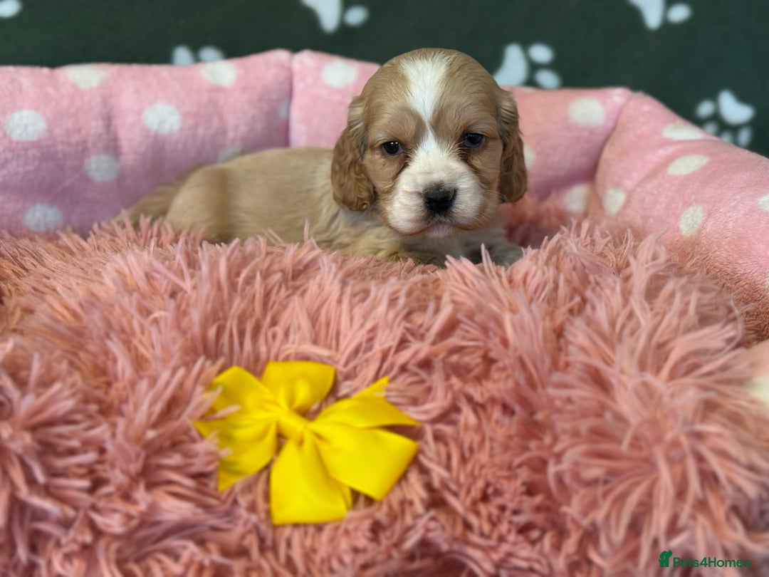 Cockapoo dogs for sale: F1 Cockapoo’s available  - Advert 10