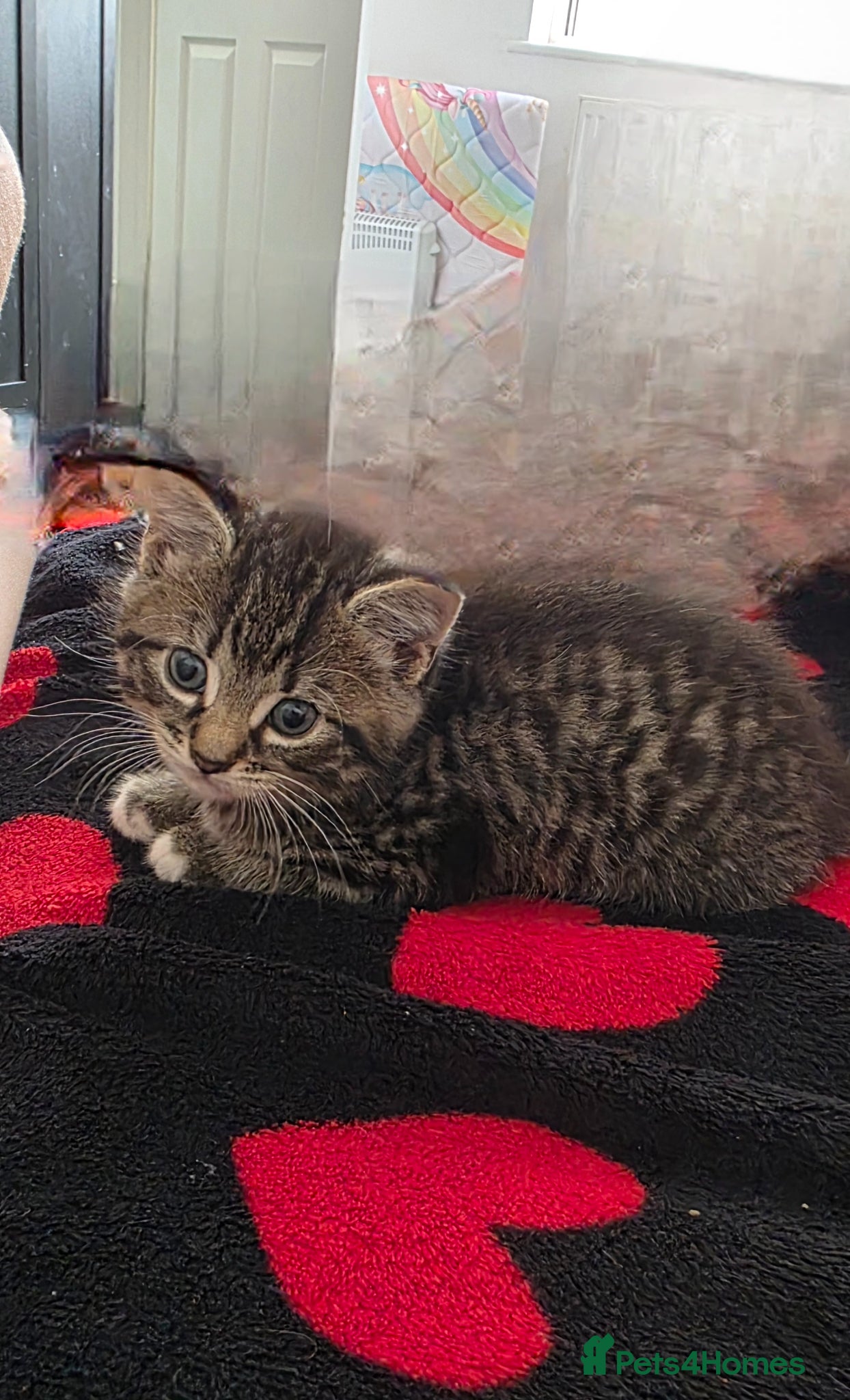 Mixed Breed cats for sale: Kitty  - Advert 6