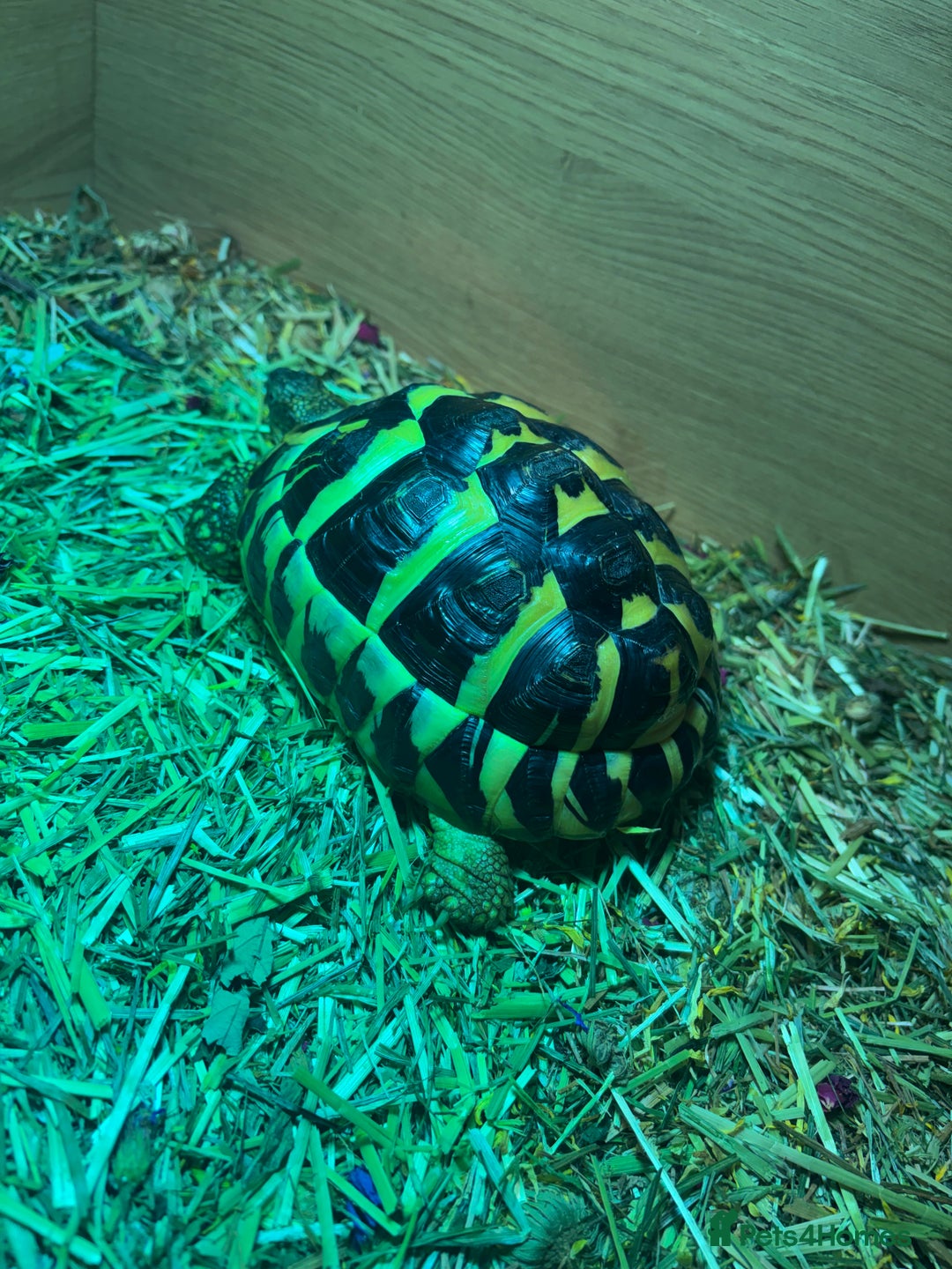 Hermann Tortoise reptiles for sale: Dwarf Herman tortoise - Advert 3