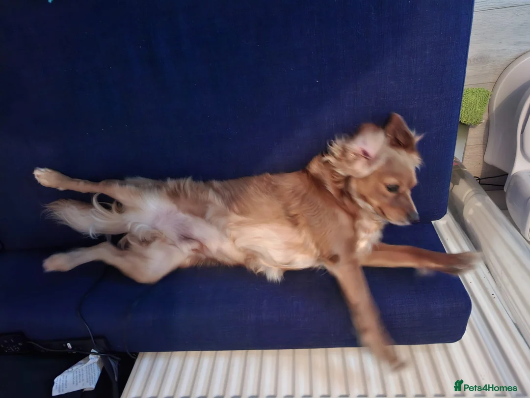 Cavapoochon dogs for stud: Cavapoochon Stud Dog - Advert 8