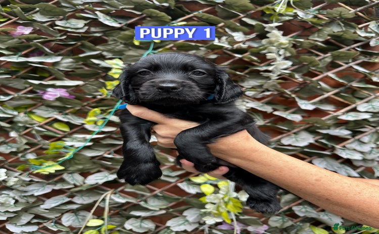 Cocker Spaniel dogs - Advert 2