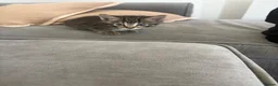 Mixed Breed cats for sale: Kitten for sale - Advert 2