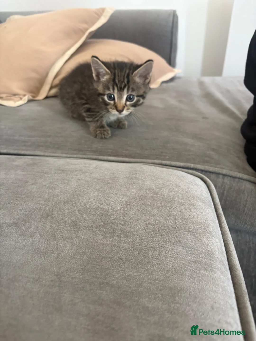 Mixed Breed cats for sale: Kitten for sale - Advert 2