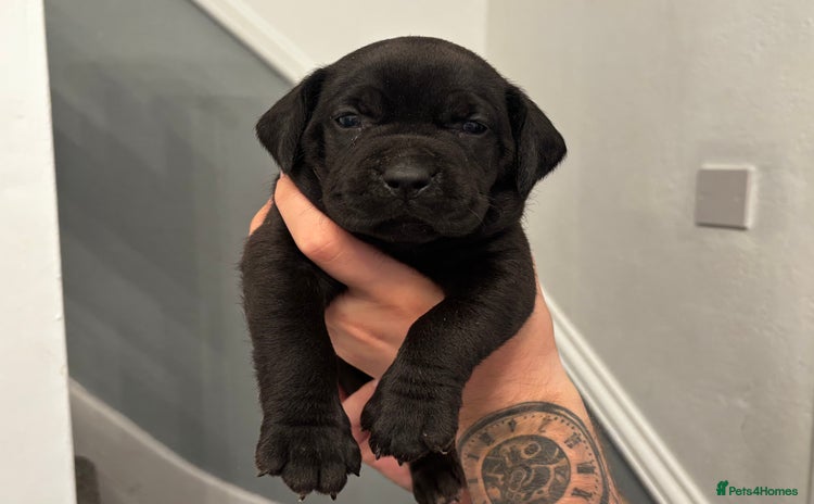 Mixed Breed dogs - Advert 4