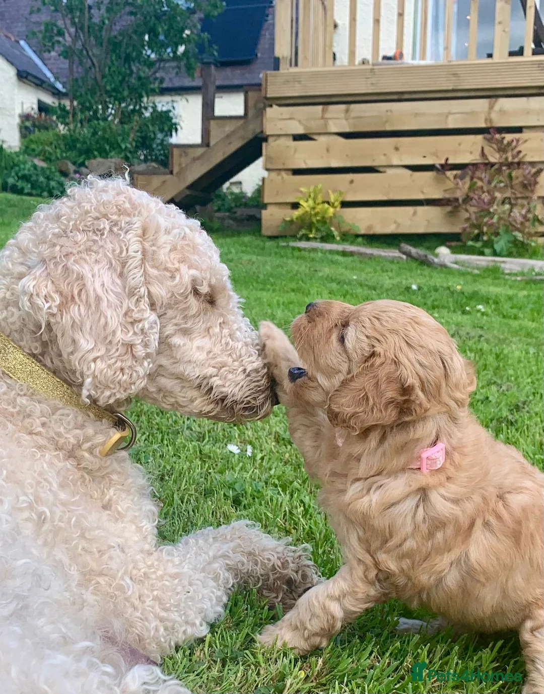 Cockapoo dogs for sale: Cockapoo boys  - Advert 2