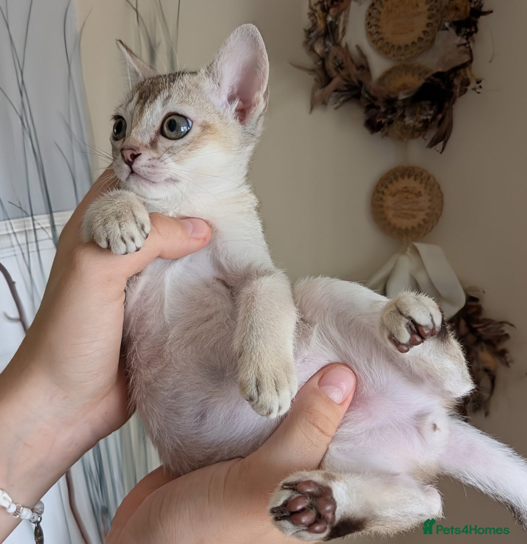 Singapura cats for sale: Registered Singapura kittens  - Image 2