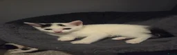 Mixed Breed cats for sale: Cute mixed breed kittens  - Advert 5