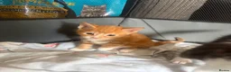 Mixed Breed cats for sale: Beautiful kittens  - Advert 7