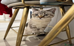 British Shorthair cats for sale: Rare Silver Spotted British Shorthair Kitten - Image 10