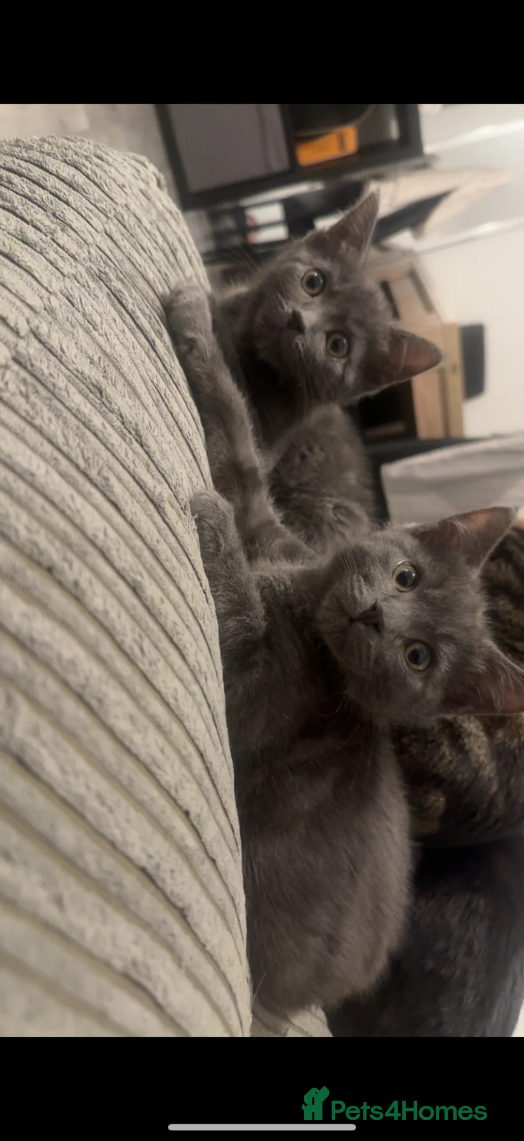 British Shorthair cats for sale: Grey British shorthair  in Grantham - Advert 5