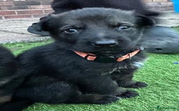 German Shepherd dogs for sale: German Shepherd's from DDR and Czech bloodlines.  - Image 25