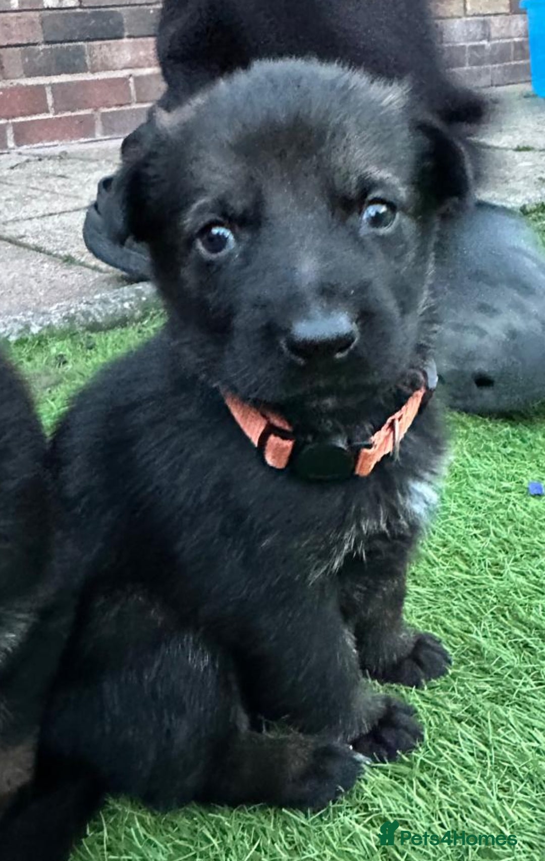 German Shepherd dogs for sale: German Shepherd's from DDR and Czech bloodlines.  - Image 25