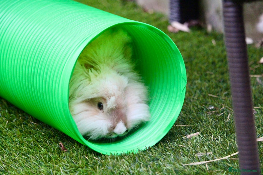 Angora rabbits for sale: English Angora pair  - Advert 5