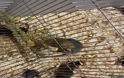 Mouse rodents for sale: Fancy mice  - Image 4
