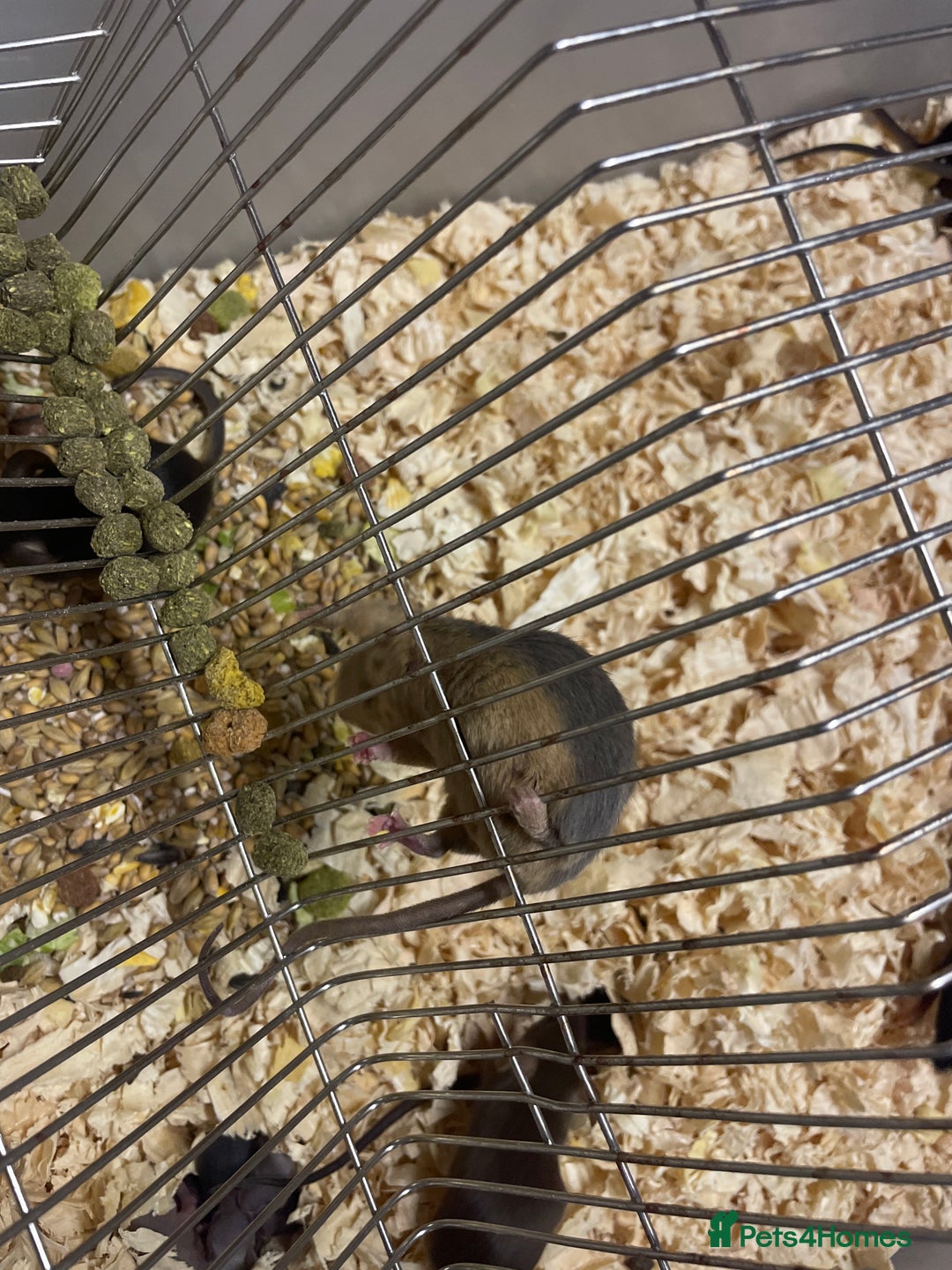 Mouse rodents for sale: Fancy mice  - Image 4