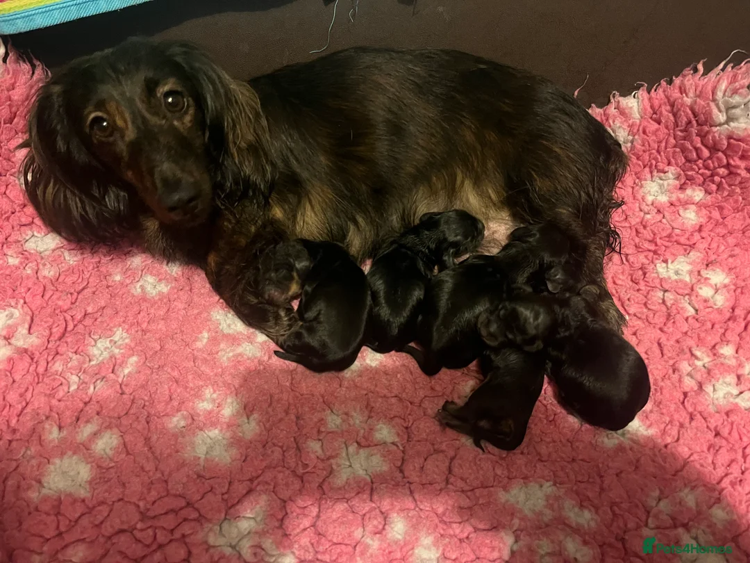 Miniature Dachshund dogs for sale: Beautiful  KC Mini L/H dachshund puppies - Advert 2