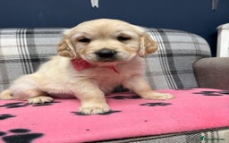 Golden Retriever dogs for sale: 🐶 Gorgeous Chunky Golden Retriever Puppies 🐶 - Advert 26