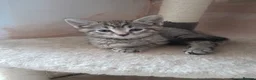 Mixed Breed cats for sale: Tabby and tortie kittens - Advert 4