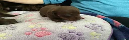 Dachshund dogs for sale: Chocolate and tan dachshunds - Advert 6