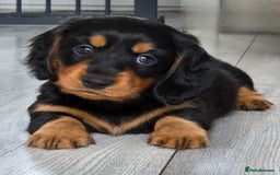 Miniature Dachshund dogs for sale: Amazing longhaired Miniature Dachshunds - Image 11