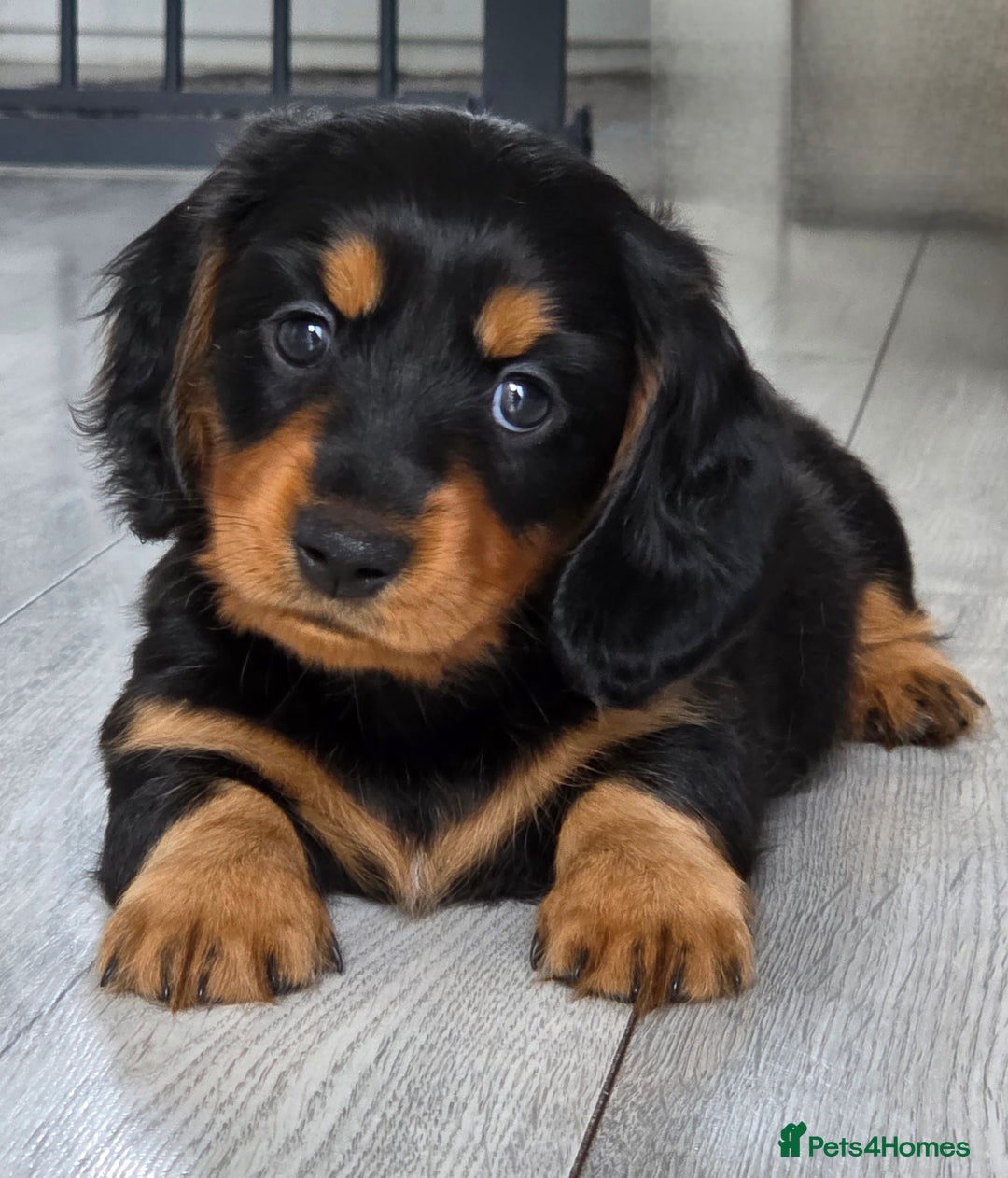 Miniature Dachshund dogs for sale: Amazing longhaired Miniature Dachshunds - Image 11