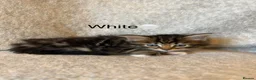 Mixed Breed cats for sale: Adorable Fluffy Tabby Kittens Ready For New Home!! in Skelmersdale - Advert 9