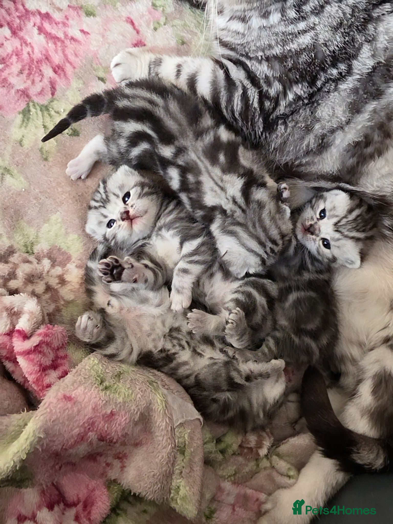 British Shorthair cats for sale: Silver Tabby Kittens, Rare GCCF Show Quality.  - Advert 1