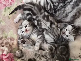 British Shorthair cats for sale: Silver Tabby Kittens, Rare GCCF Show Quality. - Advert 1