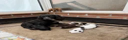 Sprocker dogs for sale: Health tested sprockers  - Advert 12
