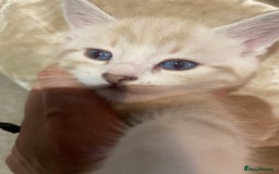 Bengal cats for sale: Bengal Cross Kittens  - Image 8