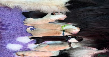 Border Collie dogs Stunning Traditional Show Line Health Tested Pups - Advert 12