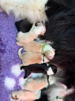 Border Collie dogs Stunning Traditional Show Line Health Tested Pups - Advert 10
