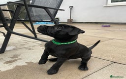 Staffordshire Bull Terrier dogs for sale: 1 boy Champion black Staffordshire puppy  - Image 7