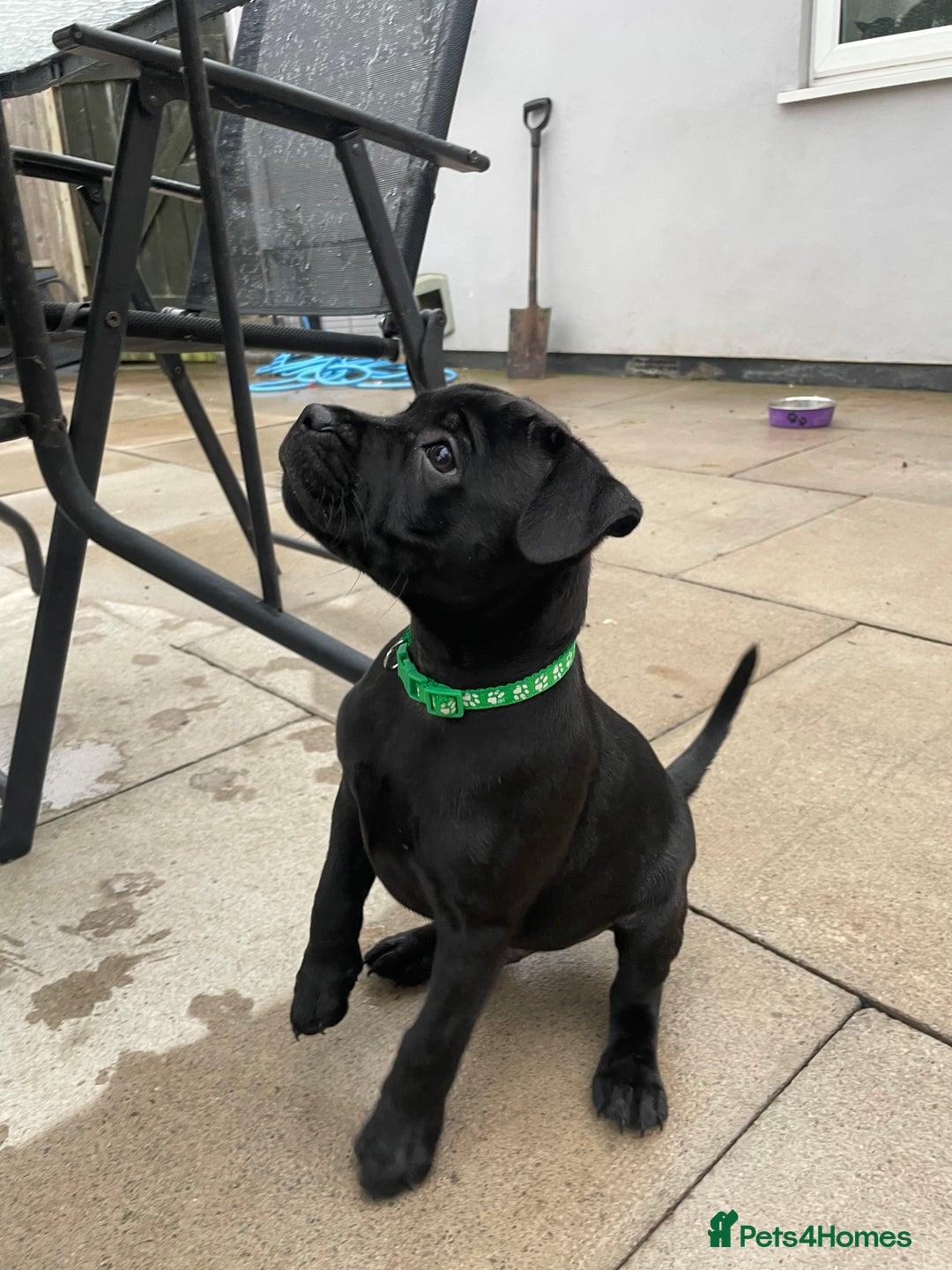 Staffordshire Bull Terrier dogs for sale: 1 boy Champion black Staffordshire puppy  - Image 7
